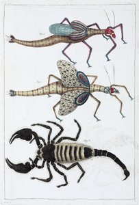 Heuschrecken und Skorpion von Unbekannt