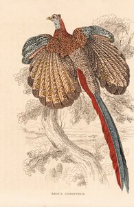 Großer Argusfasan, Argusianus argus (Argus giganteus). Handkolorierte Lithographie aus Georg Friedrich Treitschkes Galerie der Naturgeschichte, Naturhistorischer Bildersaal des Tierreiches, Leipzig von Unbekannter Künstler