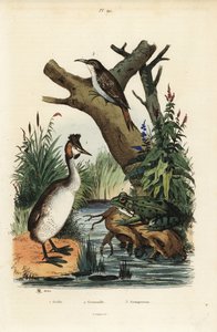 Haubentaucher, Podiceps cristatus 1, Teichfrosch, Pelophylax esculentus 2, und Waldbaumläufer, Certhia familiaris 3