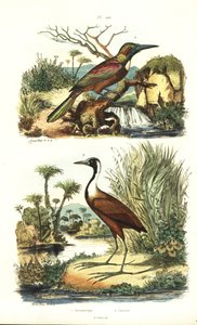 Großer Jacamar, Jacamerops aureus, und Nördlicher Jacana, Jacana spinosa