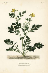 Schöllkraut, Chelidonium majus