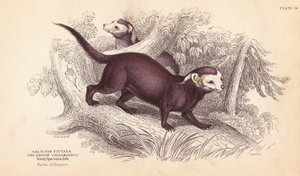 Großer Grison, Gallictis vittata. Handkolorierter Stahlstich von Lizars nach einer Illustration von Charles Hamilton Smith aus William Jardines Naturalist