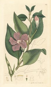 Großes Immergrün, Vinca major (großes Immergrün) Handkolorierter Kupferstich nach einer Zeichnung von James Sowerby für James Smith