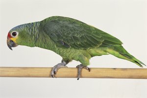 Grüner Papagei auf Holzstange, Seitenansicht von Unbekannt