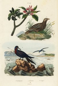 Grauflügelfrankolin, Scleroptila afra, Großer Fregattvogel, Fregata minor, und Roter Frangipani, Plumeria rubra
