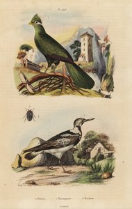 Guineaturako und Wendehals von Unbekannt