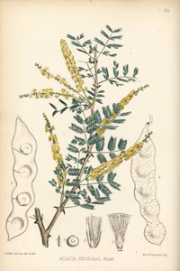 Gummi arabicum, Verek- oder Hashab-Gummi, Acacia senegal. Handkolorierte Lithographie von Hanhart nach einer botanischen Illustration von David Blair aus Robert Bentley und Henry Trimen