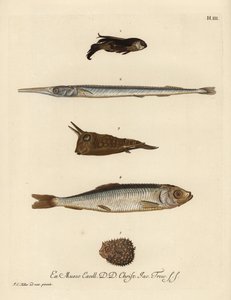 Knurrhahn, Chelidonichthys-Arten 1, Nadelfisch, Belone belone 2, Langhorn-Kuhfisch, Lactoria cornuta 3, Hering, Clupea harengus 4, und Wenigstacheliger Igelfisch, Chilomycterus reticulatus 5. Handkolorierte Kupferstichgravur nach einer Illustration von Joh von Unbekannter Künstler