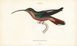 Haarbeiniger Kolibri, Glaucis hirsutus (Rufos-brüstiger Einsiedler, Trochilus hirsutus). Handkolorierter Stahlstich von William Lizars aus Sir William Jardines Naturalist