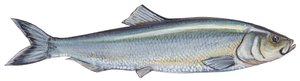 Atlantischer Hering (Clupea harengus) von Unbekannter Künstler