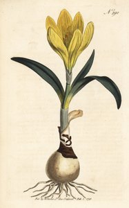 Herbst-Narzisse, Sternbergia lutea (Gelbe Amaryllis, Amaryllis lutea) - Handkolorierter Kupferstich aus William Curtis