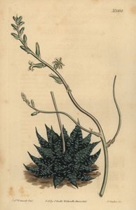 Haworthia minor oder Tulista minima (Kleinste Perlen-Aloe, Aloe margaritifera minima) von Unbekannt