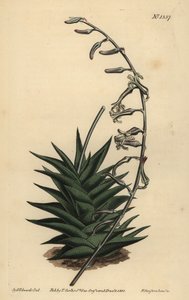 Haworthia viscosa (Steifblättrige Aloe, Aloe rigida) von Unbekannt