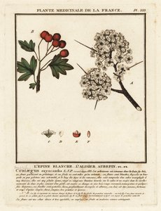 Weißdorn, Crataegus rhipidophylla von Unbekannter Künstler