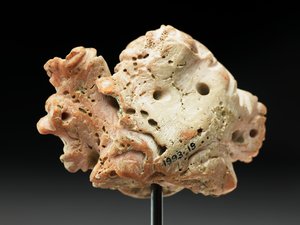 Kopf der Medusa, aus Baktrien oder Gandhara, 2.-1. Jahrhundert v. Chr. von Unbekannt