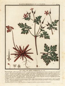 Stinkender Storchschnabel, Geranium robertianum