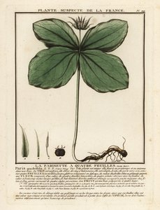 Einbeere, Paris quadrifolia von Unbekannter Künstler
