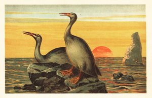 Hesperornis regalis, ausgestorbener kormoranähnlicher Vogel. 1908 (Lithografie) von Unbekannter Künstler