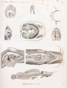 Heterobranches, anatomische Details von Unbekannt
