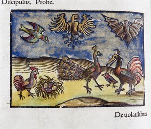 Naturgeschichte, Zoologie 16. Jahrhundert: Vögel und Fledermäuse