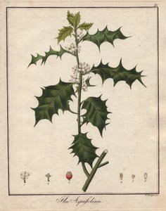 Stechpalme. Farbige Kupferstich, in Botanique Medicinale (veröffentlicht in Berlin, Deutschland)