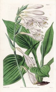 Hosta aus Japan - Hosta sieboldii. Handkolorierte Kupferstichgravur nach einer botanischen Illustration von Walter Fitch aus William Jackson Hooker