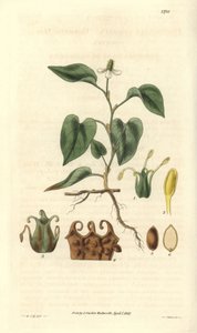 Houttuynia hat weiße Blüten, mit Details von Früchten, Stempel und Staubblättern. Sorte aus Asien. Illustration von Wiliam Jackson Hooker (1785-1865), britischer Botaniker und Schriftsteller, Professor an der Universität Glasgow (Schottland) und Herausgebe