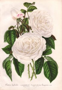 Hybride weiße Rose, Imperatrice Eugenie, Kaiserin Eugenie (Chromolithographie von L. Stroobant, aus L