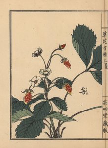 Ichigo oder Erdbeere, Fragaria ananassa. Handkolorierter Holzschnitt von Kono Bairei aus Kusa Bana Hyakushu (Hundert Blumenarten) von Unbekannter Künstler