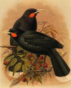 Illustration/Heteralocha acutirostris/Huia dimorphe/Huia.