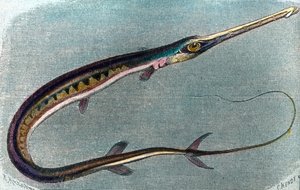 Illustration eines Schwertfischs (Xiphias gladius)