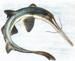 Illustration eines Schwertfischs (Xiphias gladius)