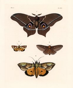 Imbrasia epimethea (Saturnia epimethea) 1, Rosa-gestreifte Eichenwurm-Motte, Anisota virginiensis (Dryocampa virginiensis) 2, Crameria aegocera (Aegocera amabilis) 3, und Eudocima materna (Triphaena materna) 4. Handkolorierte Lithographie aus John O. Westw