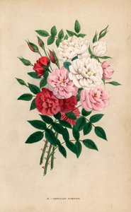Indische Knopfrosen, Bengalische Pompons, Rosa chinensis Hybriden. Chromolithographie gezeichnet und lithographiert nach der Natur von F. Grobon aus Hippolyte Jamain und Eugene Forneys Les Roses, Paris, J. Rothschild