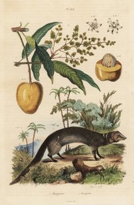 Indischer Grauer Mungo, Herpestes edwardsi 1 und Mango, Mangifera indica 2
