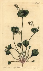 Indischer Salat, Perfoliate Claytonia, Claytonia perfoliata