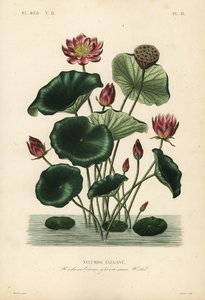 Indische Lotosblume von Unbekannt