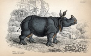 Indisches Nashorn (Rhinoceros unicornis oder indicus), gefährdete Art. Kupferstich von William Lizars, basierend auf einer Zeichnung von James Stewart, veröffentlicht in der Naturalist Library: Säugetiere, Dickhäuter und vierfüßige Tiere mit feiner Haut, h