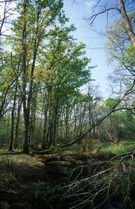 Teich im Biosphärenreservat, Nationalpark Circeo, Latium, Italien von William M. Timlin