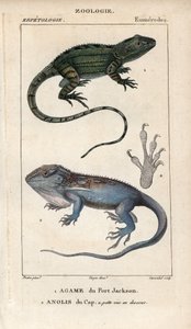 Jacky Lashtail, Port Jackson Agame, Amphibolurus muricatus, und Kap-Zwerggecko, Kap-Anolis, Lygodactylus capensis. Handkolorierte Kupferstichpunktgravur aus Jussieu