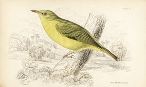 Javanischer Weißaugenvogel, Zosterops flavus (Gelbweißaugenvogel, Zosterops flava). Handkolorierter Stahlstich von William Lizars nach William Swainson aus Sir William Jardine
