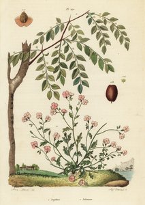 Jujube oder Chinesische Dattel, Ziziphus jujuba 1, und Virginische Stockrose, Malcolmia maritima 2 von Unbekannt
