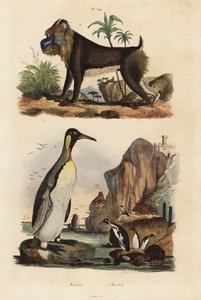 Königspinguin und Mandrill, gefährdet