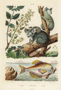 Koala, Phascolarctos cinereus 1,2, Lackbaum, Koelreuteria paniculata 3 und Indischer Buckelkopf, Kurtus indicus 4 von Unbekannt