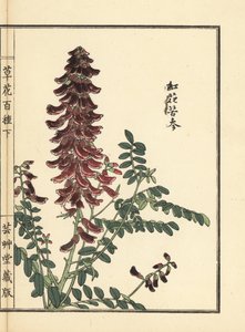 Kouka oder Kujin, Sophora flavescens. Wurzel in der chinesischen Medizin als Ku Shen verwendet. Handkolorierter Holzschnitt von Kono Bairei aus Kusa Bana Hyakushu (Hundert Blumenarten), Tokio, Yamada von Unbekannter Künstler