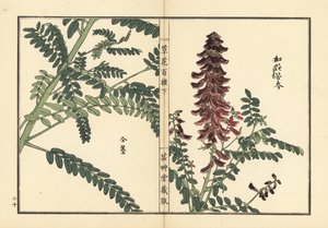Kouka oder Kujin, Sophora flavescens (aus Kusa Bana Hyakushu)