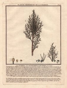 La Sabine, der Sadebaum Juniperus sabina. Giftige Pflanze, Beschreibung eines männlichen (Mitte) und weiblichen (links) Zweigs, mit Details der Früchte in verschiedenen Reifestadien. Farbradierung 18. Jahrhundert, im Herbier de la France (1780-1793), Zeich von Unbekannter Künstler