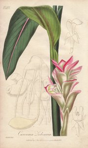 La Zedoaire (Curcuma zedoaria) - Illustration aus „Medical Botanical, Description of the Medicinal Plants of London, Edinburgh and Dublin“ von John Stephenson und James Morss Churchill