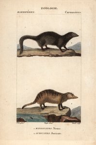 Die Manguste und das Erdmännchen