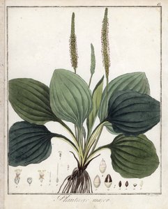 Großer Wegerich oder Wegerich Major (oder Wegerich der Vögel) - Lithographie von F. Guimpel, entnommen aus der medizinischen Botanik von Friedrich Gottlob Haynes (1763-1832), Berlin
